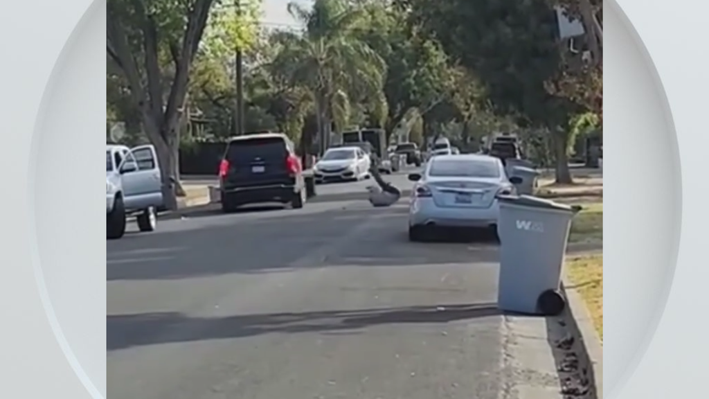 Federal immigration vehicle hits pedestrian in Woodland, police say — CBS Bay Area (KPIX), Napa Health news