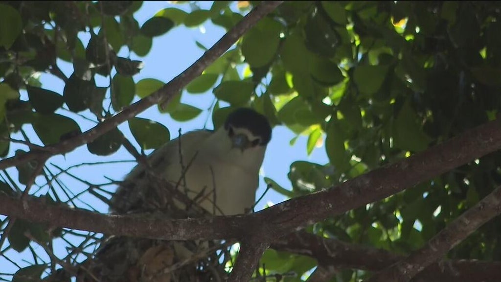 Oakland's official bird among those threatened with removal of downtown trees for housing complex — CBS Bay Area (KPIX), Napa Real Estate news