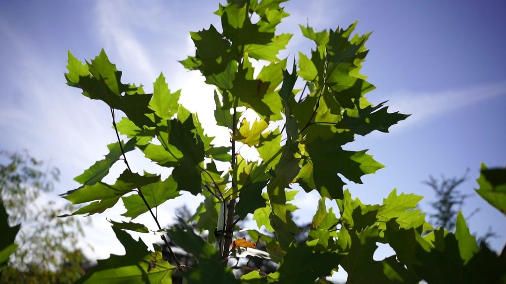 St. Paul city employees help plant trees at church in Rondo neighborhood — WCCO / CBS Minnesota, Napa Real Estate news