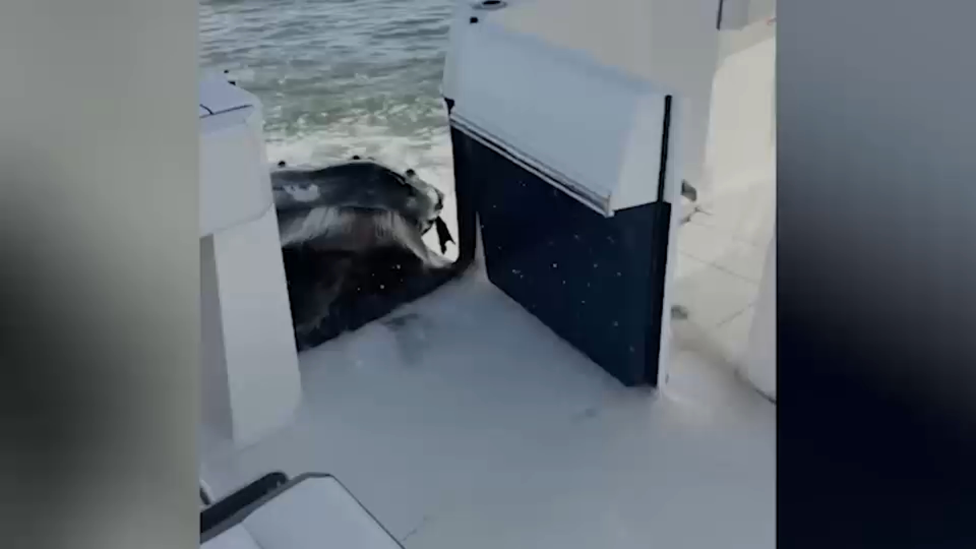 Video captures humpback whale crashing into boat off Long Island
— ABC 7 Bay Area, Napa Community news