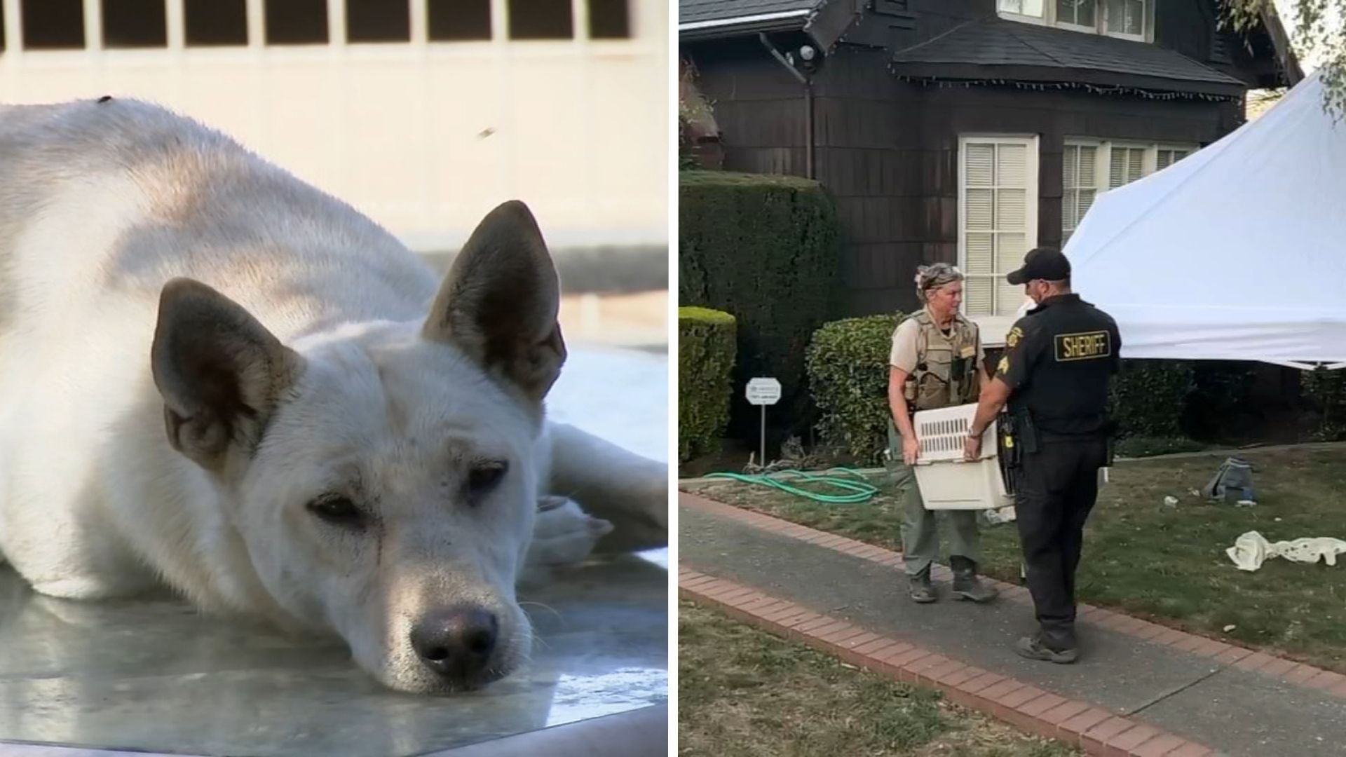 44 dogs removed from Vallejo 'hoarder' home linked to convicted breeder in animal cruelty case
— ABC 7 Bay Area, Napa Real Estate news
