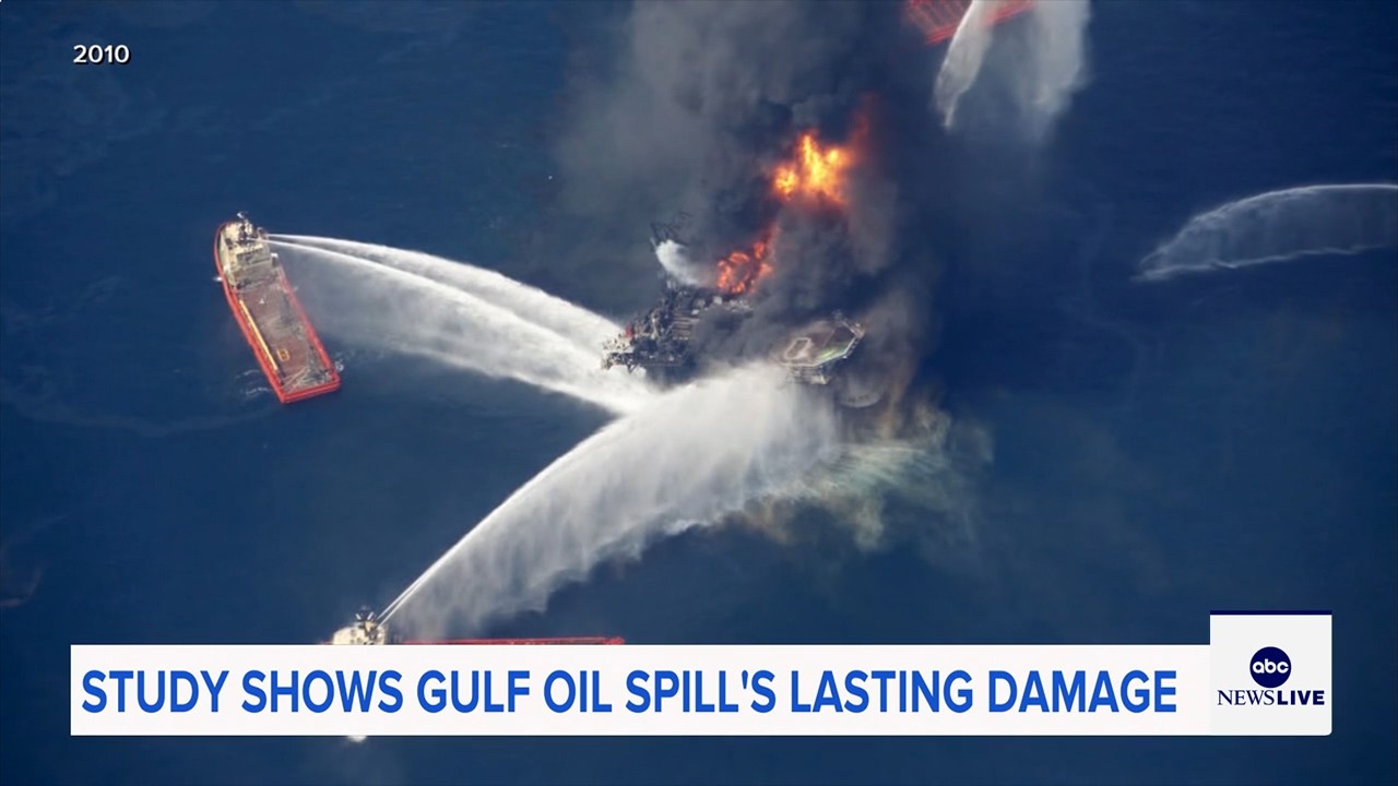 Marine life dramatically declined in Gulf of Mexico in years after BP oil spill, study finds
— ABC 7 Bay Area, Napa Community news