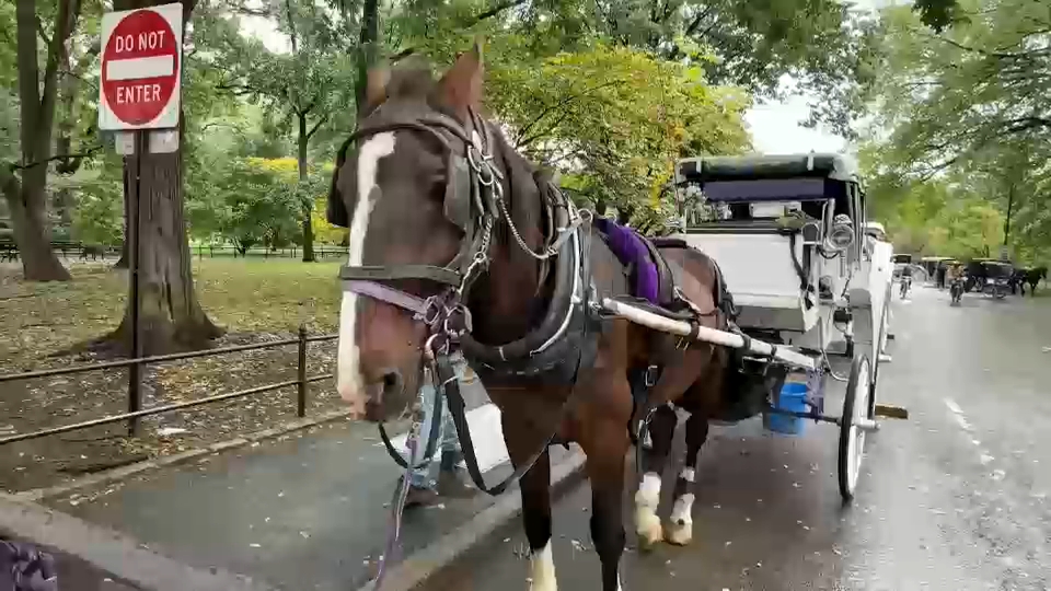 New York City Council passes law to phase out horse-drawn carriages by 2028
       — ABC 7 Bay Area, Napa Government news
