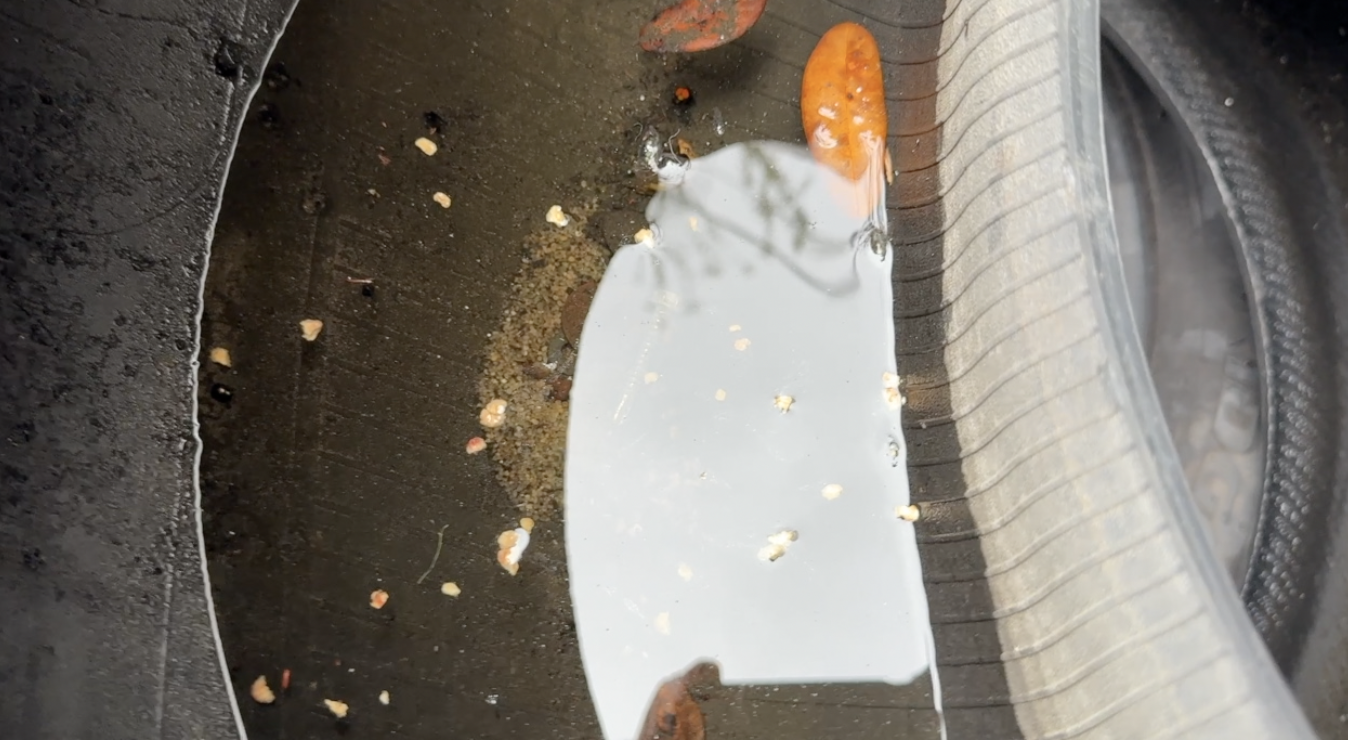 Dengue response: What Tampa Bay 28 found at a West Tampa tire shop — WFTS ABC Action News Tampa, Napa Real Estate news