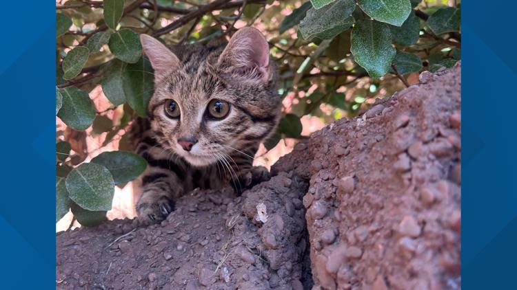 Maverick the Black-Footed Cat out on habitat at Cameron Park Zoo — KCEN (Central Texas), Napa Community news