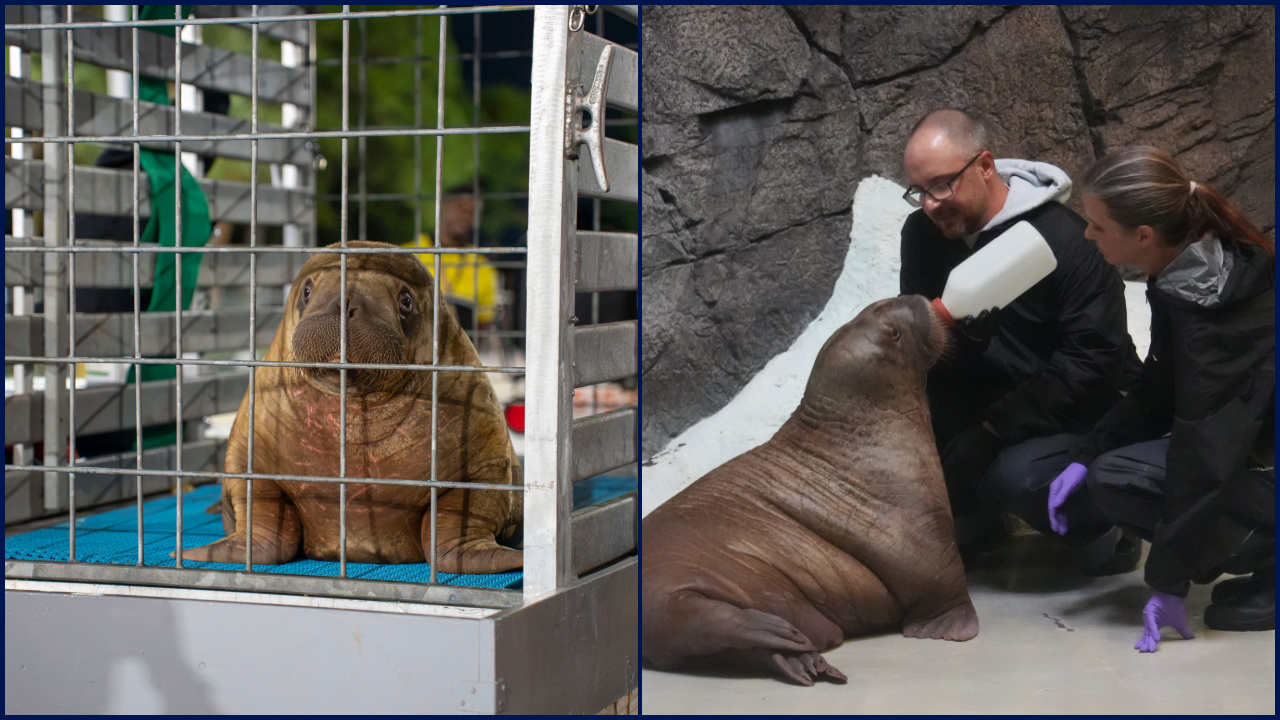 Orphaned baby walrus in Alaska flown 4,800 miles to new home in Florida — KTVU FOX 2 Bay Area, Napa Community news