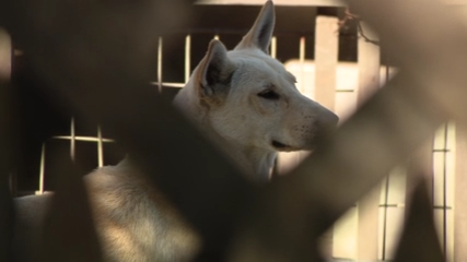 Dozens of dogs taken from Vallejo home amid animal cruelty investigation — KTVU FOX 2 Bay Area, Napa Real Estate news